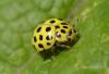 Psyllobora vigintiduopunctata